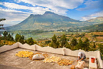 Corn / maize drying with man sorting it on a roof near the town of Otavalo, with Imbabura volcano in distance, Ecuador. July 2009.