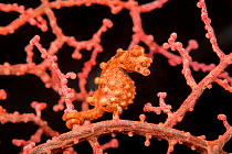 Pygmy seahorse (Hippocampus bargibanti) Philippines.