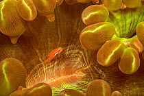 Neon dwarfgoby (Eviota atriventris) on Bubble coral (Plerogyra sinuosa) Philippines.