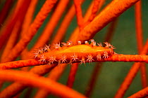Allied partner cowry (Aclyvolva lanceolata) on whip coral, Philippines. The mantel of the cowry imitates the polyps of the coral when they are open and feeding.