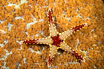 Necklace seastar (Fromia monilis) on coral polyps, Yap, Micronesia.