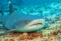 Whitetip reef sharks (Triaenodon obesus) Yap, Federated States of Micronesia