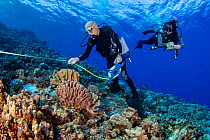 Research divers from the MOC Marine Institute map out coral damage at Molokini Marine Preserve off the island of Maui, Hawaii. In the future, data from here will help to determine the health of Hawaii...