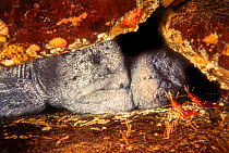Wolf-eels (Anarrhichthys ocellatus) pair in crevice, off Hornby Island, British Columbia, Canada.
