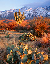 Santa Catalina Mountains at sunset after a storm with snow, Giant saguaro cactus (Carnegiea gigantea), Prickly pear cacti (Opuntia engelmannii) and grasses, Catalina State Park, Sonoran Desert, Arizon...