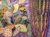 Drought stressed and dying Prickly pear cacti (Opuntia engelmannii) next to a deeply furrowed, young Giant saguaro cactus (Carnegiea gigantea), Tucson Mountains at evening light, Saguaro National Park...