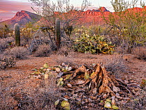Drought stressed and dying Prickly pear cacti (Opuntia engelmannii), in the Tucson Mountains at evening light, Saguaro National Park, Arizona, USA. January 2021.
