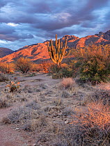 Santa Catalina Mountains with a drought-stricken Giant saguaro cactus (Carnegiea gigantea). The foreground was previously covered with Prickly pear cacti (Opuntia engelmannii) before the drought, Cata...