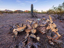 Prickly pear cactus (Opuntia engelmannii) that is drought stressed as well as having been gnawed at by rodents that need the moisture. In the background, a young Saguaro cactus (Carnegiea gigantea) wi...
