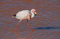 James&#39;s flamingo (Phoenicoparrus jamesi) at Laguna Colorado, Bolivia. March. The colour of the water is caused by red sediments and algae.