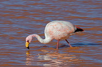James&#39;s flamingo (Phoenicoparrus jamesi) feeding, at Laguna Colorado, Bolivia. March. The colour of the water is caused by red sediments and algae.