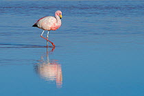 James&#39;s flamingo (Phoenicoparrus jamesi) reflected in water at Laguna Colorado, Bolivia. March.