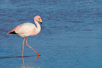 James&#39;s flamingo (Phoenicoparrus jamesi) wakling, Laguna Colorado, Bolivia. March.
