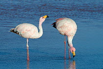 James&#39;s flamingo (Phoenicoparrus jamesi) feeding, at Laguna Colorado, Bolivia. March.
