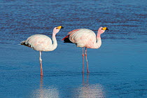 James&#39;s flamingo (Phoenicoparrus jamesi) at Laguna Colorado, Bolivia. March.