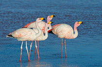 James&#39;s flamingo (Phoenicoparrus jamesi) at Laguna Colorado, Bolivia. March.