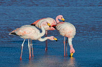 James&#39;s flamingo (Phoenicoparrus jamesi) feeding, at Laguna Colorado, Bolivia. March.
