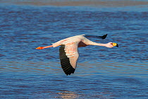 James&#39;s flamingo (Phoenicoparrus jamesi) in flight, at Laguna Colorado, Bolivia. March.