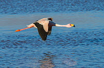 James&#39;s flamingo (Phoenicoparrus jamesi) in flight, at Laguna Colorado, Bolivia. March.