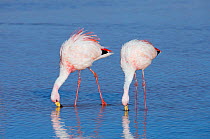 James&#39;s flamingo (Phoenicoparrus jamesi) feeding, , Laguna Colorado, Eduardo Avaroa Andean Fauna National Reserve, southwest of the altiplano, Bolivia.