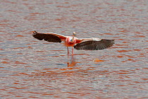 James&#39;s flamingo (Phoenicoparrus jamesi) wings spread, Laguna Colorado, Bolivia. March. The colour of the water is caused by red sediments and algae.