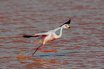 James&#39;s flamingo (Phoenicoparrus jamesi) in flight, at Laguna Colorado, Bolivia. March. The colour of the water is caused by red sediments and algae.