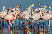 James&#39;s flamingo (Phoenicoparrus jamesi) flock at Laguna Colorado, Bolivia. March.