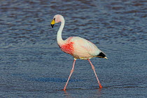 James&#39;s flamingo (Phoenicoparrus jamesi) walking in water, Laguna Colorado, Bolivia. March.