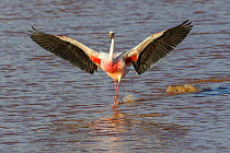 James&#39;s flamingo (Phoenicoparrus jamesi) walking wings spread, Laguna Colorado, Bolivia. March.