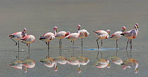 James&#39;s flamingo (Phoenicoparrus jamesi) reflected in water at Laguna Colorado, Bolivia. March.