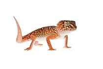 Studio portrait of a Giant ground gecko (Chondrodactylus angulifer), Sossusvlei, Namibia.