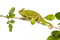Portrait of a Veiled Chameleon (Chamaeleo calyptratus), female on white background.