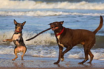 A chocolate labrador-mix and a cattle dog-mix playing with a stick on the beach, Florida, USA.