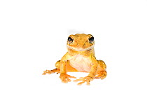 Portrait of an invasive Cuban tree frog (Osteopilus septentrionalis) on white background, Miami, Florida, USA.