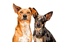 Portrait of a two mixed breed rescue dogs on white background. Australian shepherd cattle dog mix (right).