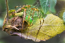 Green lynx spider (Peucetia viridans) sitting on a sac of eggs, Texas, USA. December.