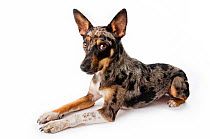Studio portrait of a rescued Australian shepherd / cattle dog mix with a merle coat on white background.