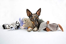 Studio portrait of a rescued Australian shepherd / cattle dog mix with a merle coat lying with her toys.