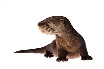 A rescued baby North American river otter (Lontra canadensis) on white background, Florida, USA. Captive.