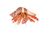Caribbean hermit crab (Coenobita clypeatus) on white background, Belize.