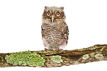 Portrait of a juvenile Eastern screech owl (Megascops asio) on a lichen-covered branch against a white background, Florida, USA. March.