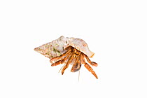 Caribbean hermit crab (Coenobita clypeatus) emerging from its shell, on a white background, Belize.