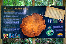 Information board about endemic Rimu tree (Dacrydium cupressinum) Maungatautari sanctuary, New Zealand. July 2019