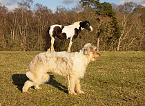 Forced perspective photo of a horse appearing to stand on a dog&#39;s back, UK.