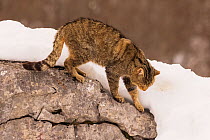 Wild cat (Felis silvestris) climbing down a rock, Cantabrian Mountains, Spain. January