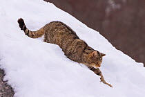 Wild cat (Felis silvestris) walking down through snow, Cantabrian Mountains, Spain. January.
