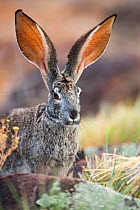 Scrub hare (Lepus saxatilis) Tankwa Karoo National Park, Western Cape Province, South Africa.