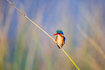 Malachite kingfisher (Alcedo cristata) perched, Western Cape Province, South Africa.