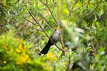 Green coucal (Ceuthmochares aereus) Isimangaliso Wetland Park, KwaZulu-Natal, South Africa.