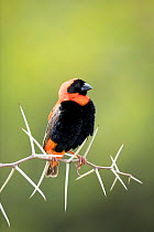 Southern red bishop (Euplectes orix) Western Cape Province, South Africa.